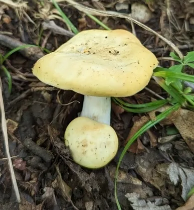 Russula sp-IN13