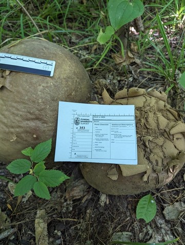 Giant Puffball (Calvatia gigantea)