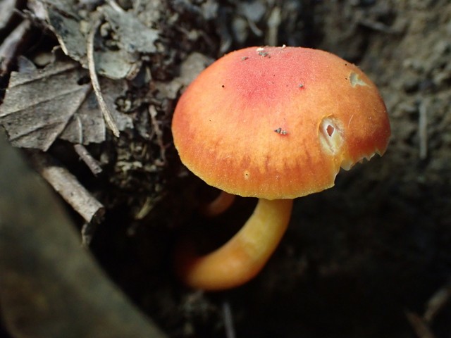 Bitter Waxcap (Hygrocybe mucronella)