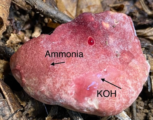Red Gyroporus (Gyroporus purpurinus)