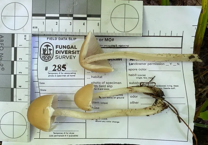 Pale Brittlestem (Candolleomyces candolleanus)