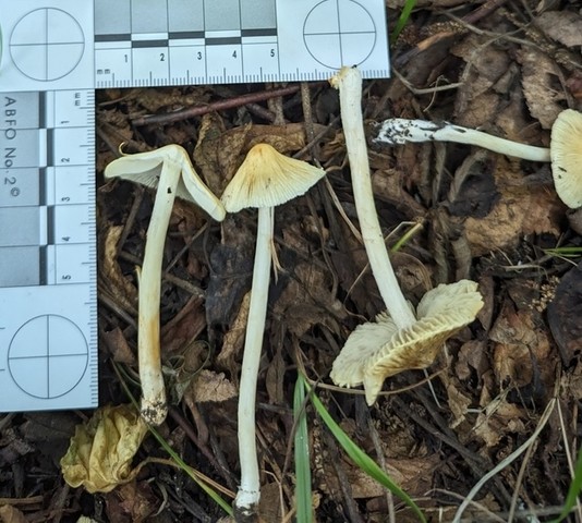 null (Inocybe sp-IN19)