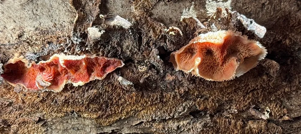 Trembling Crust (Merulius tremellosus)