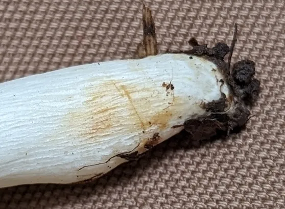undefined (Russula sp-IN1)