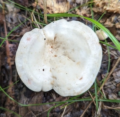 Stout Pink-Staining Lactarius (Lactarius subvernalis var. cokeri)