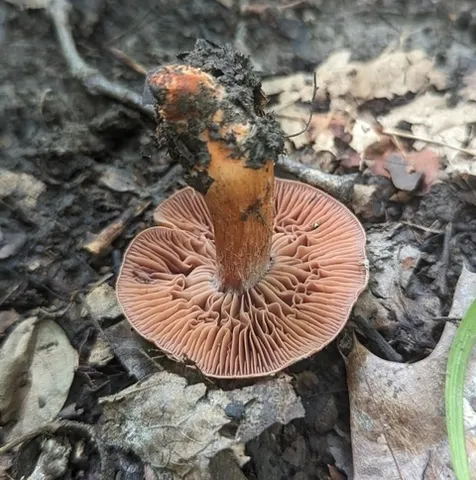 Tiffany's Webcap (Cortinarius tiffanyae)