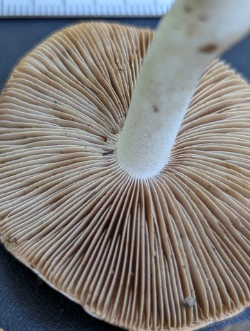 Sweet-Smelling Fibercap (Inocybe dulciolens)