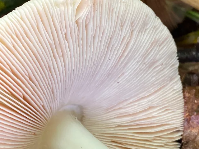 undefined (Volvopluteus michiganensis)