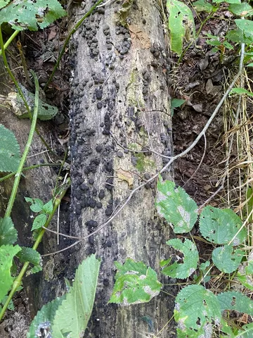 undefined (Daldinia childiae)