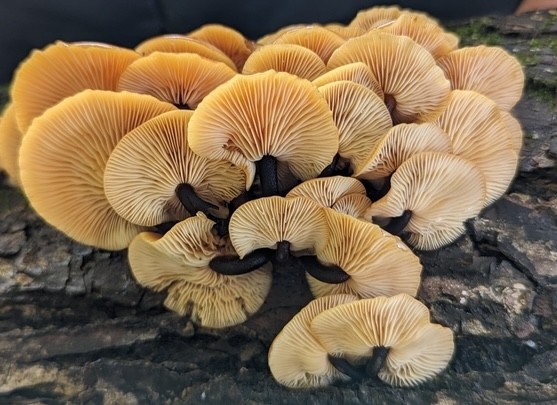 Velvet Foot (Flammulina velutipes)