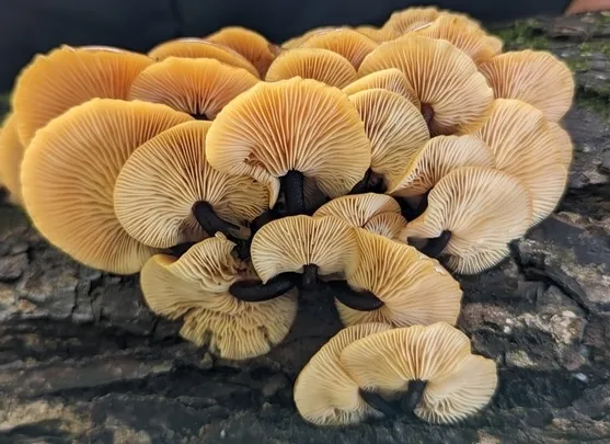Flammulina velutipes