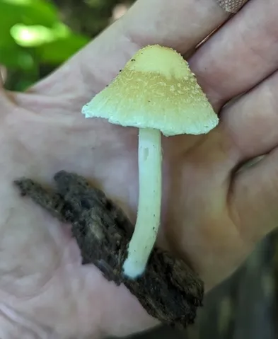 Pale Brittlestem (Candolleomyces candolleanus)