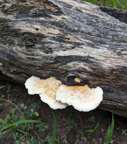 (Donkia pulcherrima)