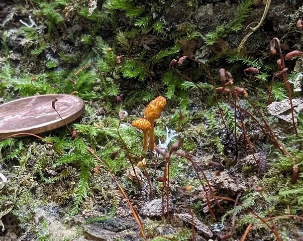 (Ophiocordyceps variabilis)