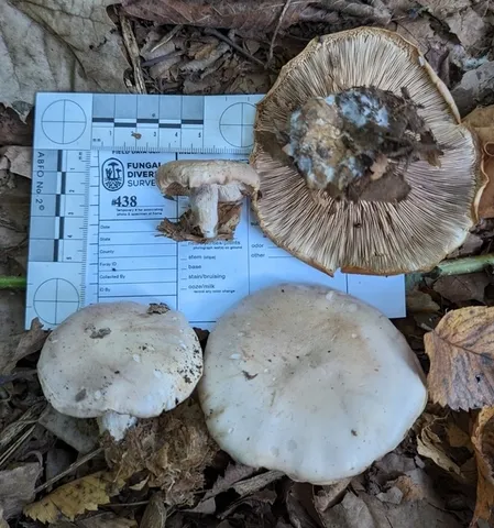 Blewit (Collybia nuda)