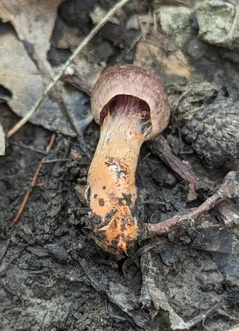 Tiffany's Webcap (Cortinarius tiffanyae)
