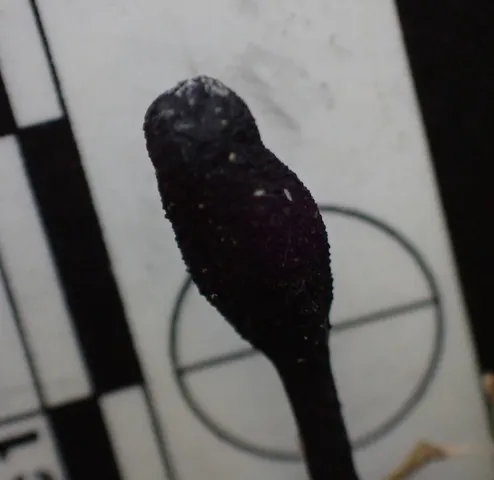 Snaketongue Truffleclub (Tolypocladium ophioglossoides)