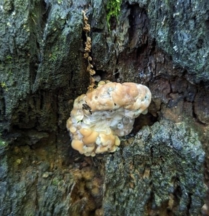 Green Cheese Polypore (Fomitopsis spraguei)