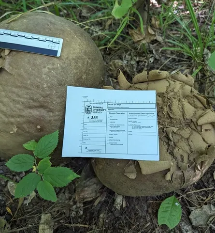 Giant Puffball (Calvatia gigantea)