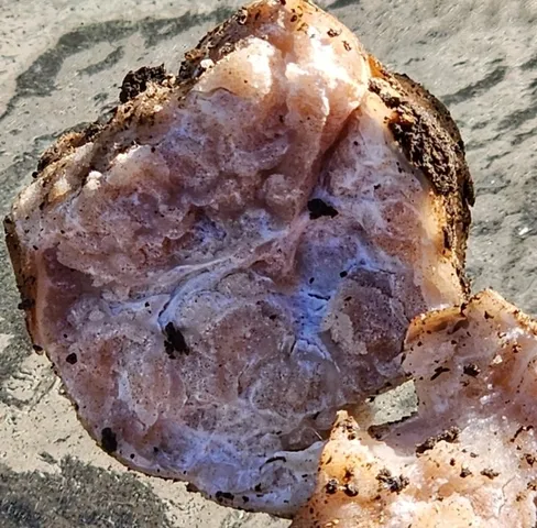 undefined (Tuber cumberlandense)