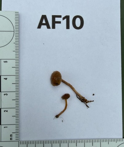 Dung-Loving Deconica (Deconica coprophila)