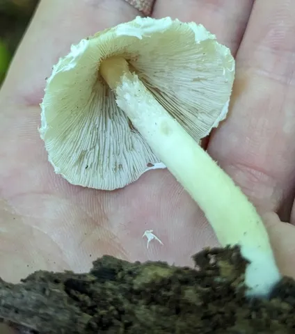 Pale Brittlestem (Candolleomyces candolleanus)