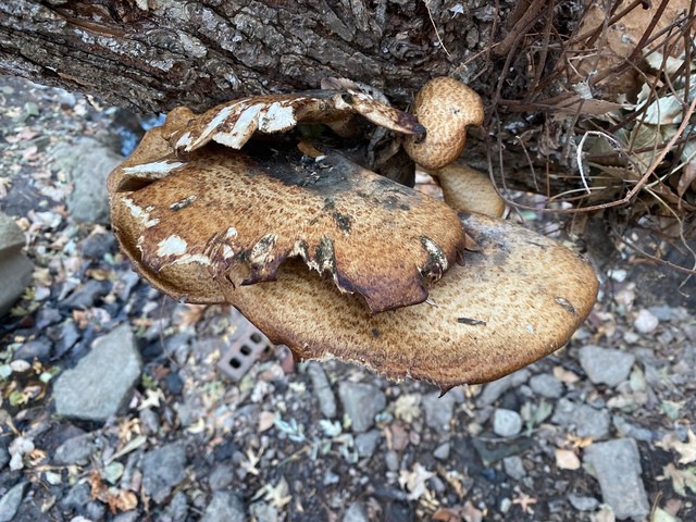 Dryad's Saddle (Cerioporus squamosus)