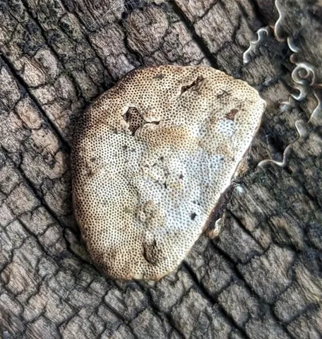 undefined (Perenniporia ohiensis)