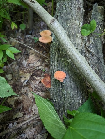 Wrinkled Peach (Rhodotus reticeps)