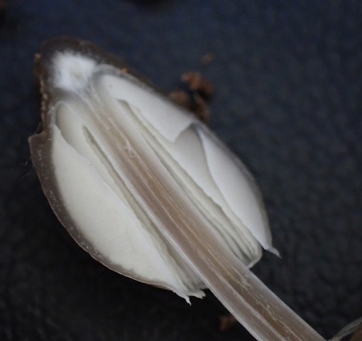 Clustered Bonnet (Mycena inclinata-IN01)