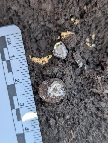 undefined (Elaphomyces spp.)