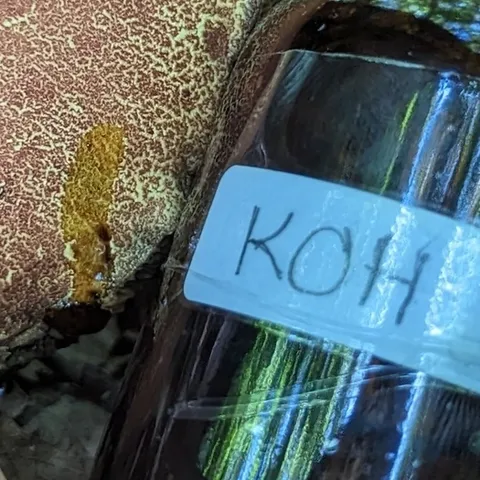 undefined (Hortiboletus sp-IN03)