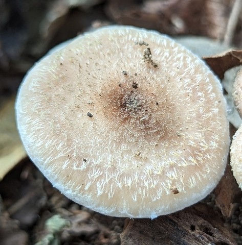 White Honey Mushroom (Armillaria gallica)