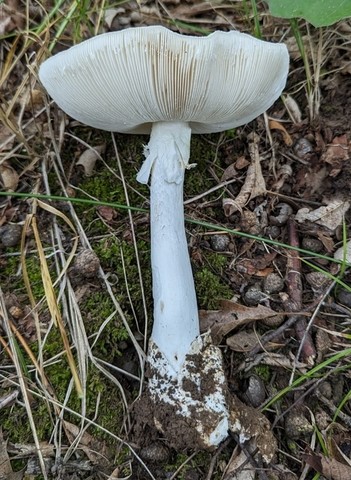 Garlic-Odored Death Cap (Amanita suballiacea)