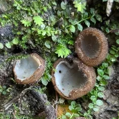 Brown-haired White Cup