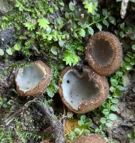 Humaria hemisphaerica