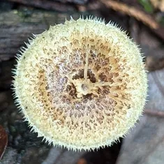 Spring Polypore