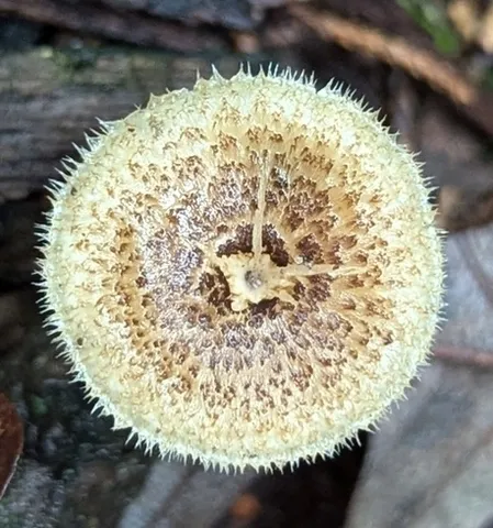 Lentinus arcularius