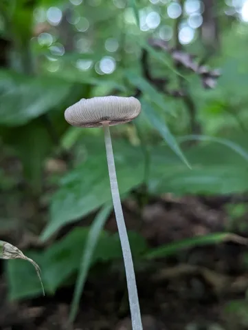 undefined (Coprinopsis pseudonivea)