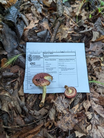 null (Pholiota polychroa)