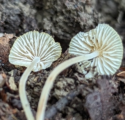 Eastern Tangerine Athena (Atheniella leptophylla)