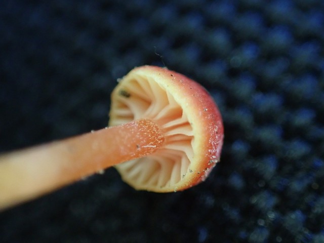 Bitter Waxcap (Hygrocybe mucronella)