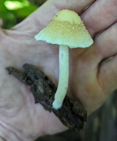 Pale Brittlestem (Candolleomyces candolleanus)