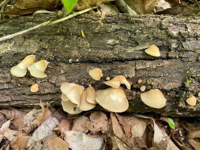 Crepidotus sp. 'IN6'