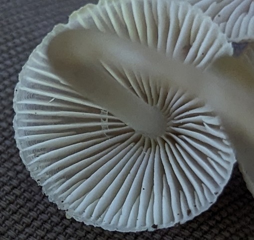 Clustered Bonnet (Mycena inclinata-IN01)