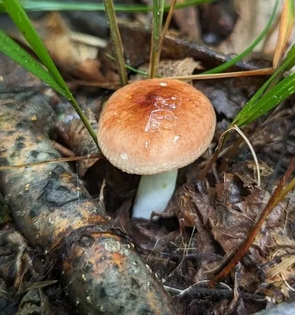 Russula sp-IN1