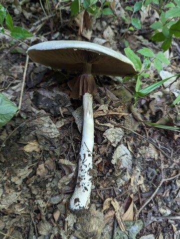 Flat-Top Agaricus (Agaricus placomyces)