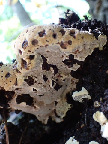 Oak Bracket (Pseudoinonotus dryadeus)