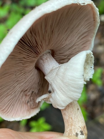 Slinder-Stemmed Agaricus (Agaricus leptocaulis)