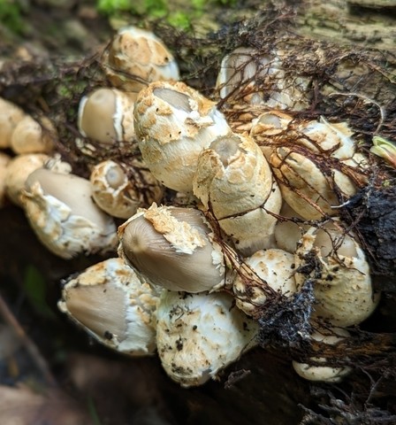 Scaly Ink Cap (Coprinopsis variegata)